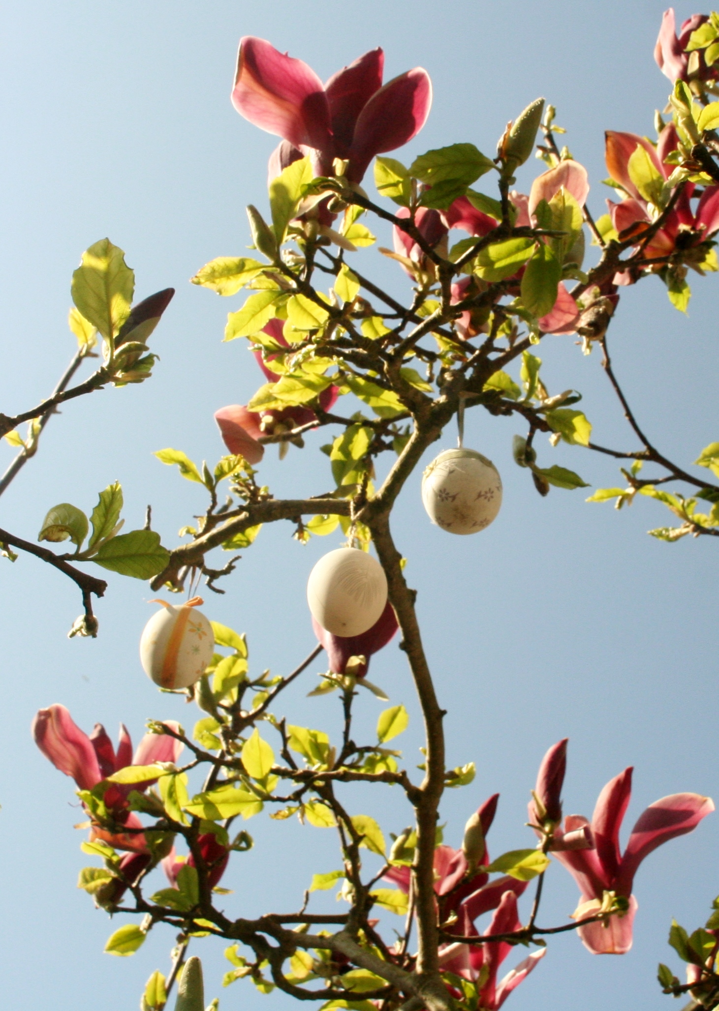 Pasen 2020 vier ik samen met mijn magnolia